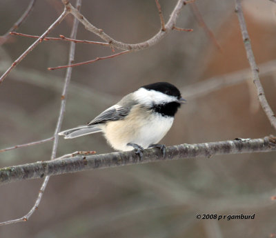 Black-capped Chickadee IMG_2311a.jpg