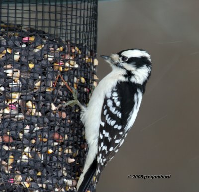 Downy Woodpecker IMG_1851a.jpg