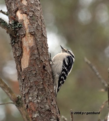 Downy Woodpecker IMG_2454a.jpg