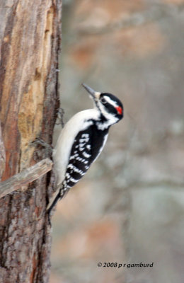 Hairy Woodpecker IMG_2813a.jpg