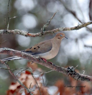 Mourning Dove IMG_2470a.jpg