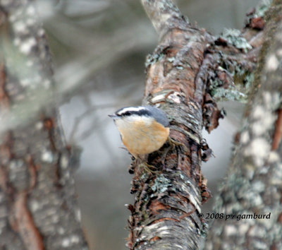 Red-breasted Nuthatch IMG_2331a.jpg