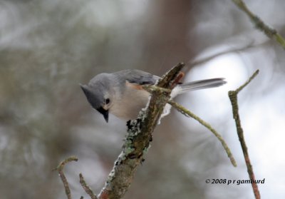 Tuft Titmouse IMG_1418a.jpg