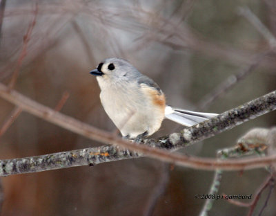 Tuft Titmouse IMG_1828a.jpg