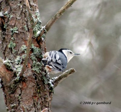 White-breasted Nuthatch IMG_1620a.jpg