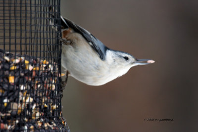White-breasted Nuthatch IMG_2322a.jpg
