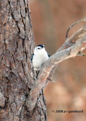 White-breasted Nuthatch IMG_2842a.jpg