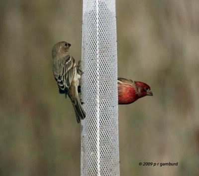 House Finches IMG_8026.jpg
