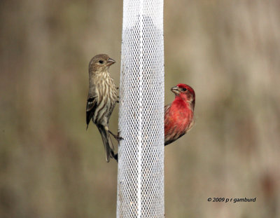 House Finches IMG_8030.jpg