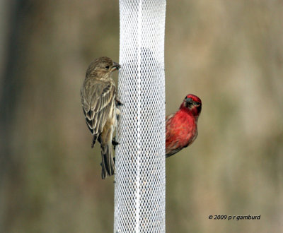 House Finches IMG_8034.jpg