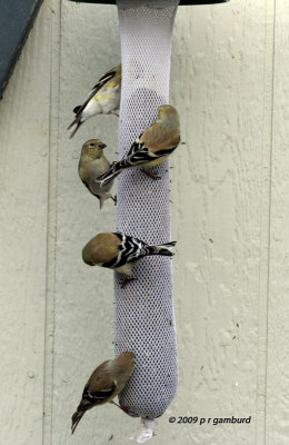 Goldfinches IMG_7994.jpg