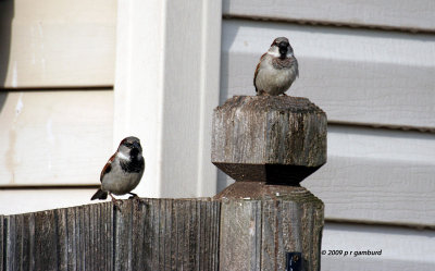 House Sparrows IMG_7983.jpg