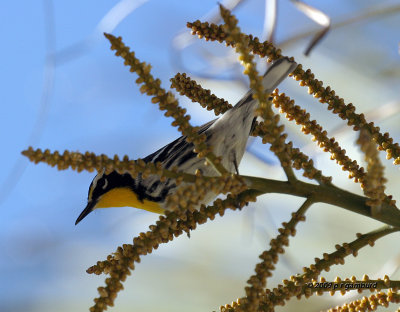 Yellow-throat Warbler IMG_7402.jpg
