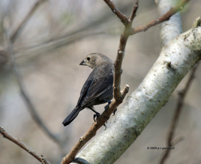 Brown-headed Cowbird female IMG_1722.jpg