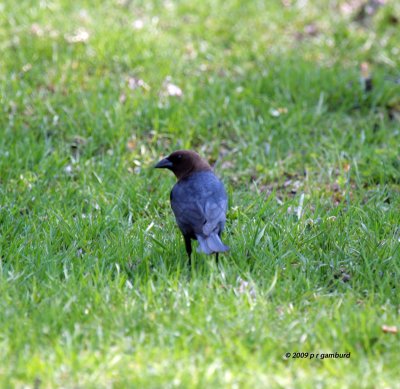 Brown-headed Cowbird male IMG_1725.jpg