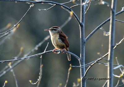 Carolina Wren IMG_1310.jpg