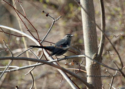 Gray Catbird IMG_1365.jpg