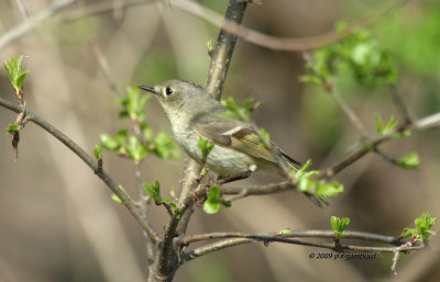 Ruby-crowned Kinglet IMG_1527.jpg