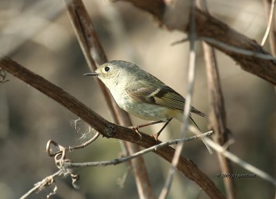 Ruby-crowned Kinglet IMG_1530.jpg