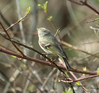 Ruby-crowned Kinglet IMG_1553.jpg