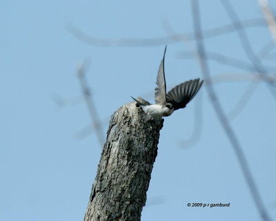 Tree Swallow IMG_1570.jpg