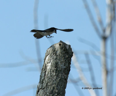 Tree Swallows IMG_1574.jpg