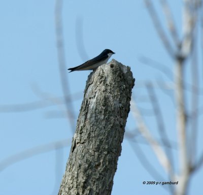 Tree Swallows IMG_1575.jpg