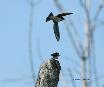 Tree Swallows IMG_1581.jpg