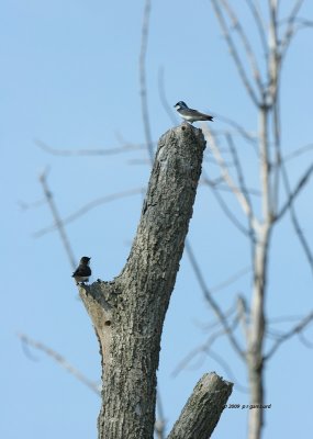 Tree Swallows IMG_1608.jpg