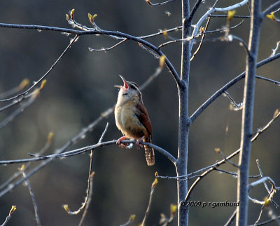 Carolina Wren IMG_1307.jpg