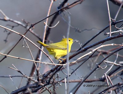 Yellow Warbler IMG_1453.jpg
