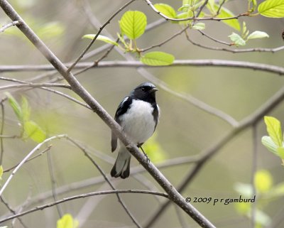 Black-throated Blue Warbler IMG_2105.jpg