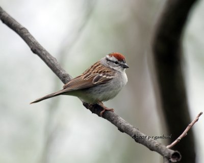 Chipping Sparrow IMG_2298.jpg