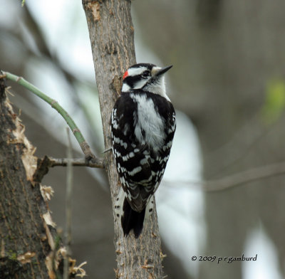 Downy Woodpecker IMG_2362.jpg