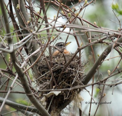 Nesting Robin IMG_2013.jpg