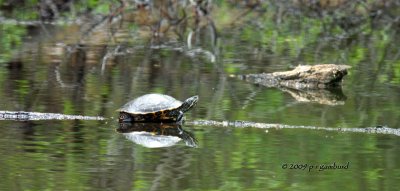 Painted Turtle IMG_2209.jpg