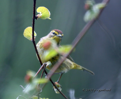 Palm Warbler IMG_2215.jpg