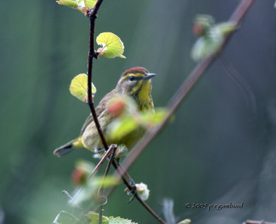 Palm Warbler IMG_2219.jpg