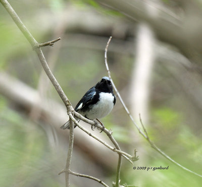 Black-throated Blue Warbler IMG_2096.jpg