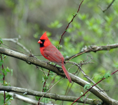 Cardinal IMG_2341.jpg