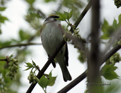 Chestnut-sided Warbler IMG_2152.jpg