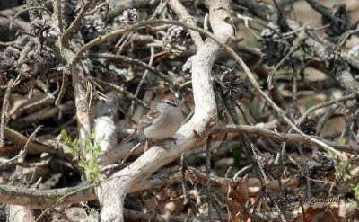 Chipping Sparrow IMG_3487.jpg