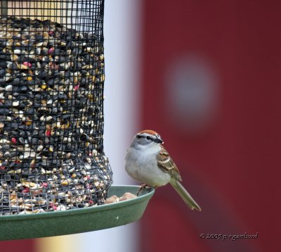 Chipping Sparrow IMG_3597.jpg