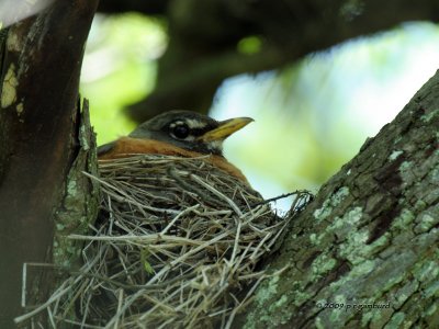 Nesting Robing IMG_4101.jpg