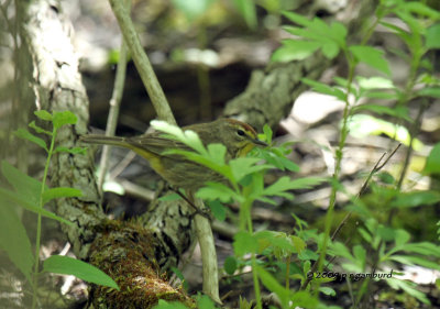 Palm Warbler IMG_4304.jpg