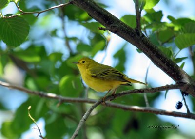 Yellow Warbler IMG_4388.jpg
