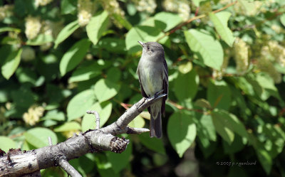 Eastern Wood Peewee IMG_4443.jpg