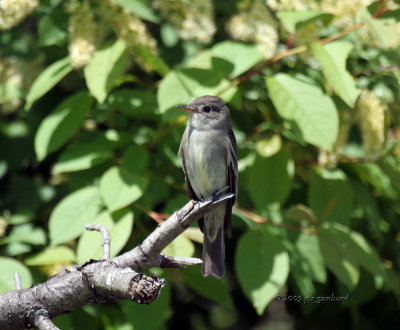 Eastern Wood Peewee IMG_4445.jpg