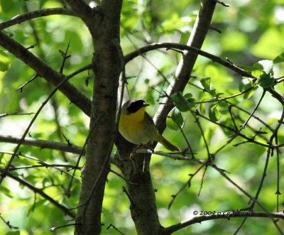 Common Yellow Throat IMG_4418.jpg