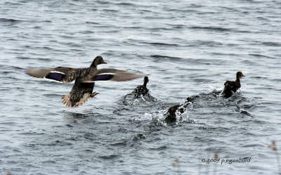 Mallard IMG_1087.jpg